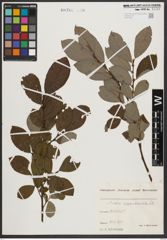 Foto von Salix appendiculata Vill.